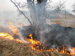 Парашютисты-пожарные Кузбасса отправились на помощь в страдающую от лесных пожаров Республику Коми  